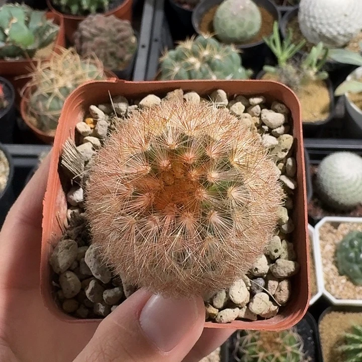 红刺嘉文丸仙人球12