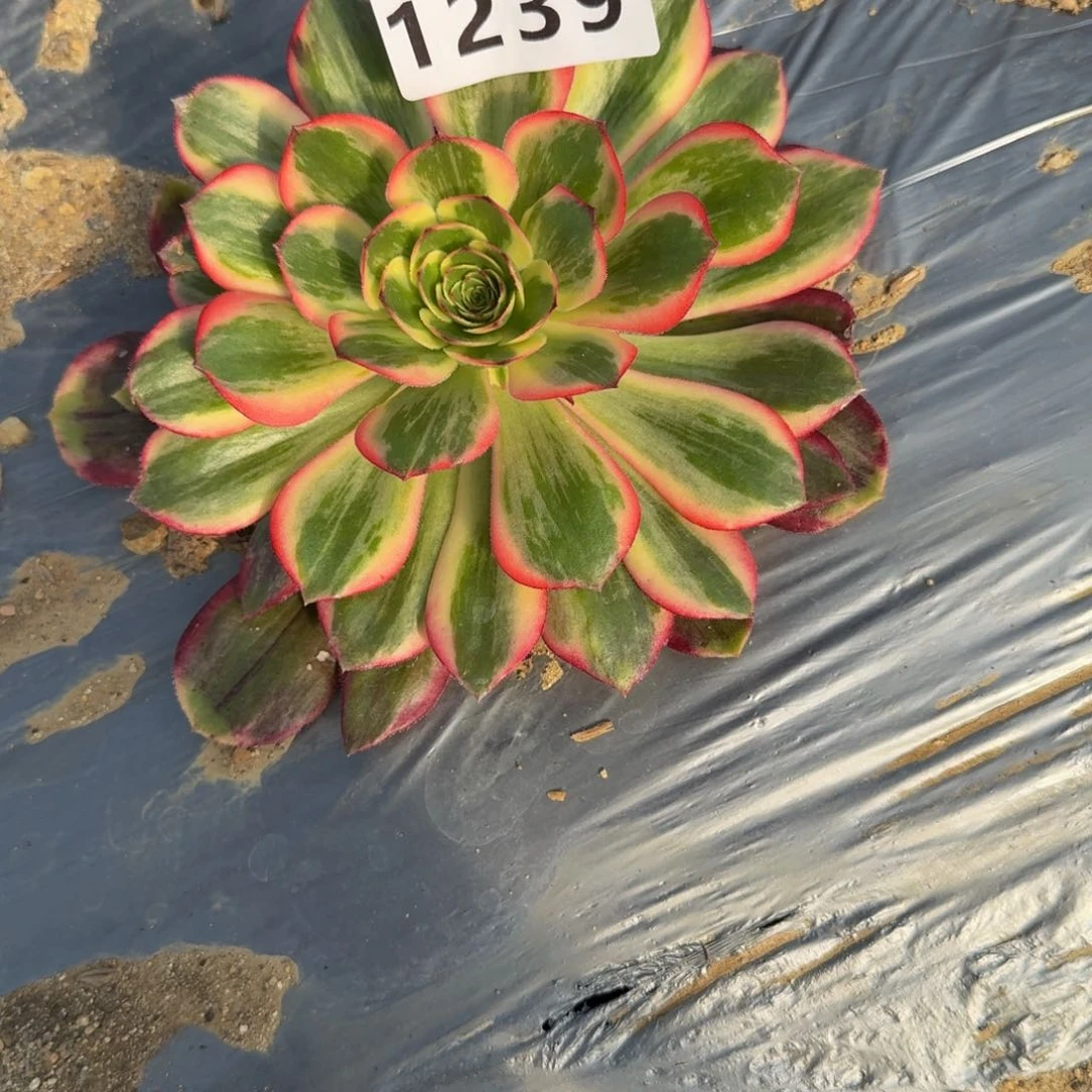 智****柜1239黑魔锦到秋天。多肉植物