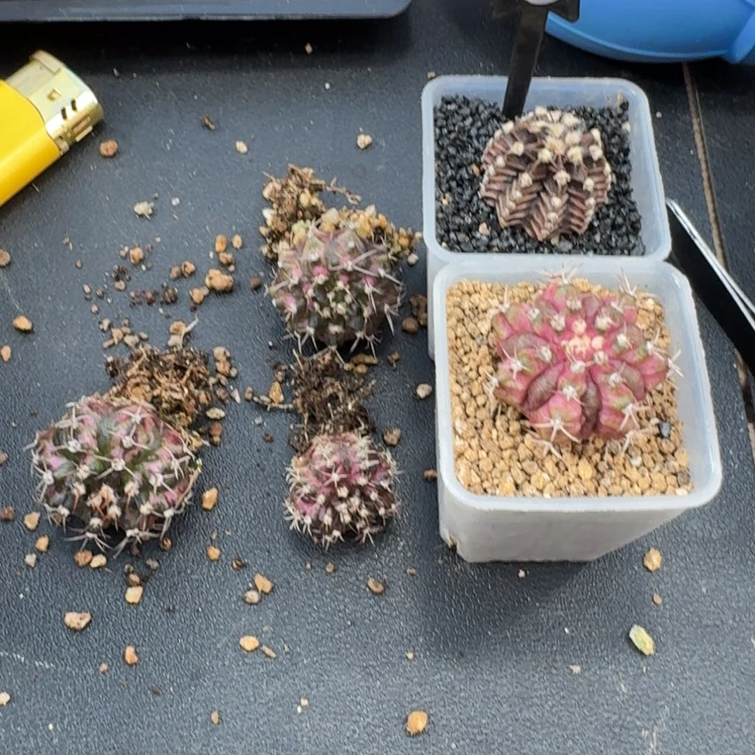 哈***店米哈实生自然锦91