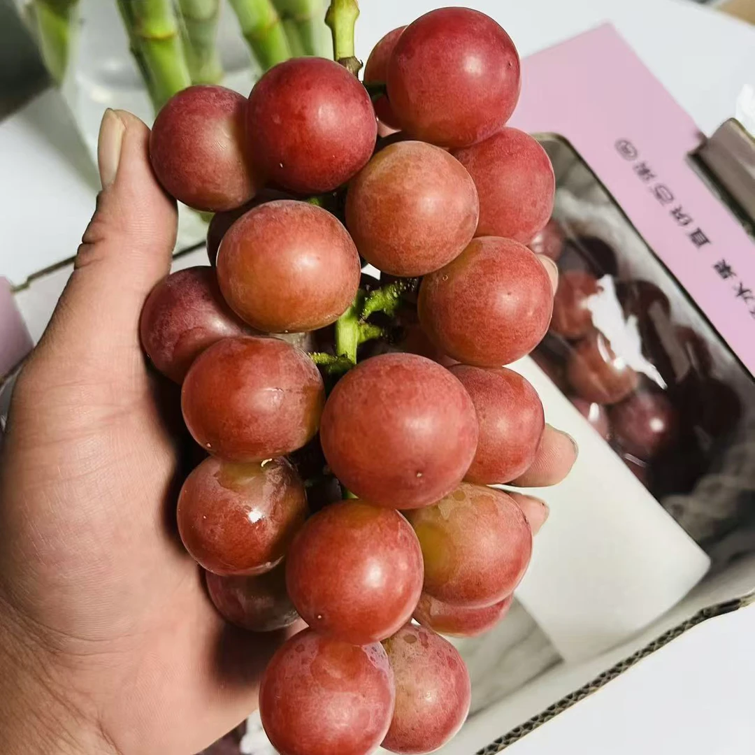 妮娜皇后礼盒2.8斤毛重3串北京市