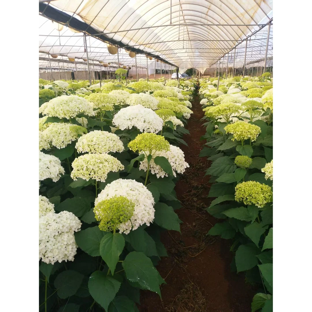 庭院阳台贝拉安娜绣球花苗耐寒耐热大花 斗南 基地直发