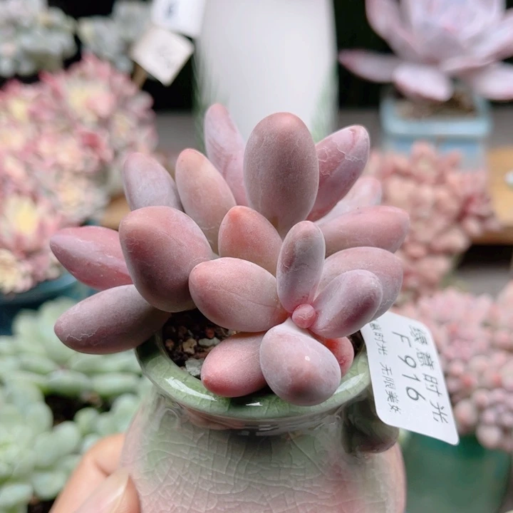 916 彩红美人 带陶瓷盆发货 满28包邮