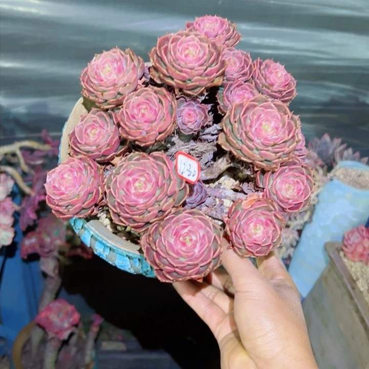 鞍*狼精品多肉植物老桩