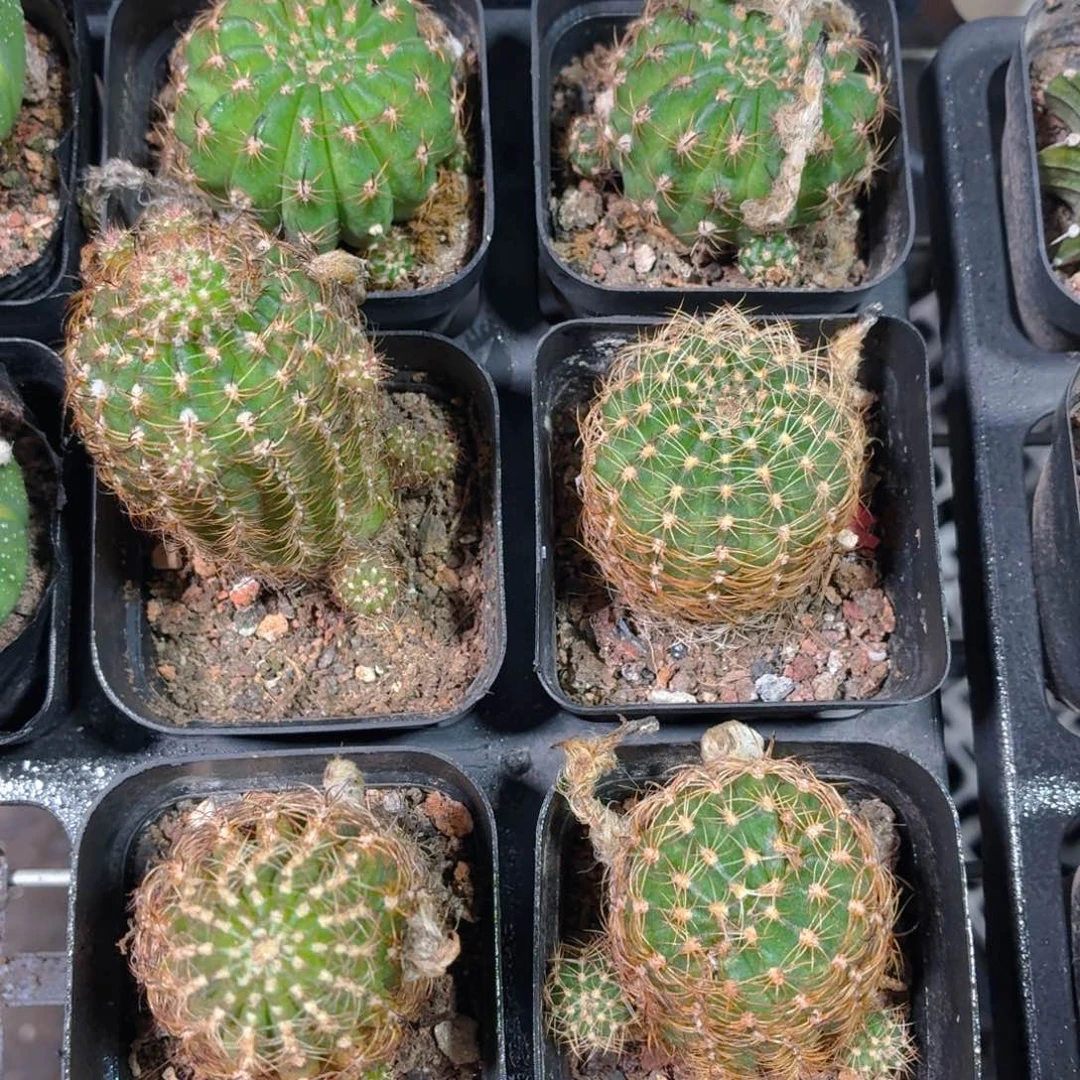 丽花仙人球多肉9.9包邮发货