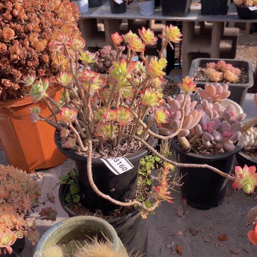 薄化妆处理多肉03160