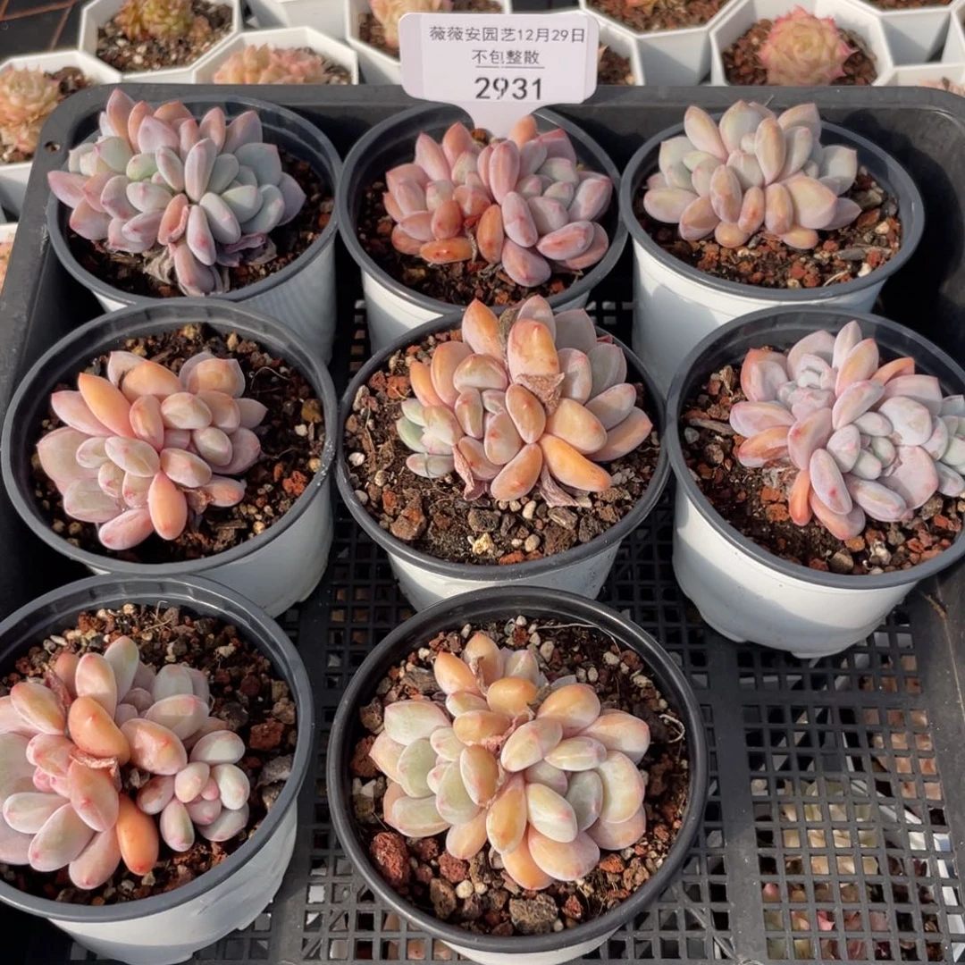 不包整散 盆子不售后2931