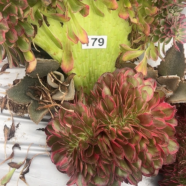 四***天精品多肉植物179粉花妖缀