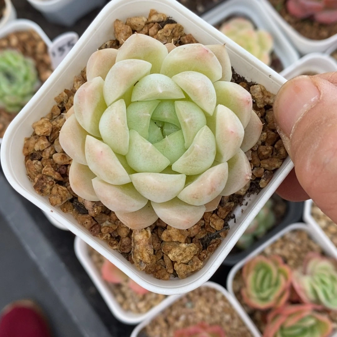 精品多肉一物一拍不包整148