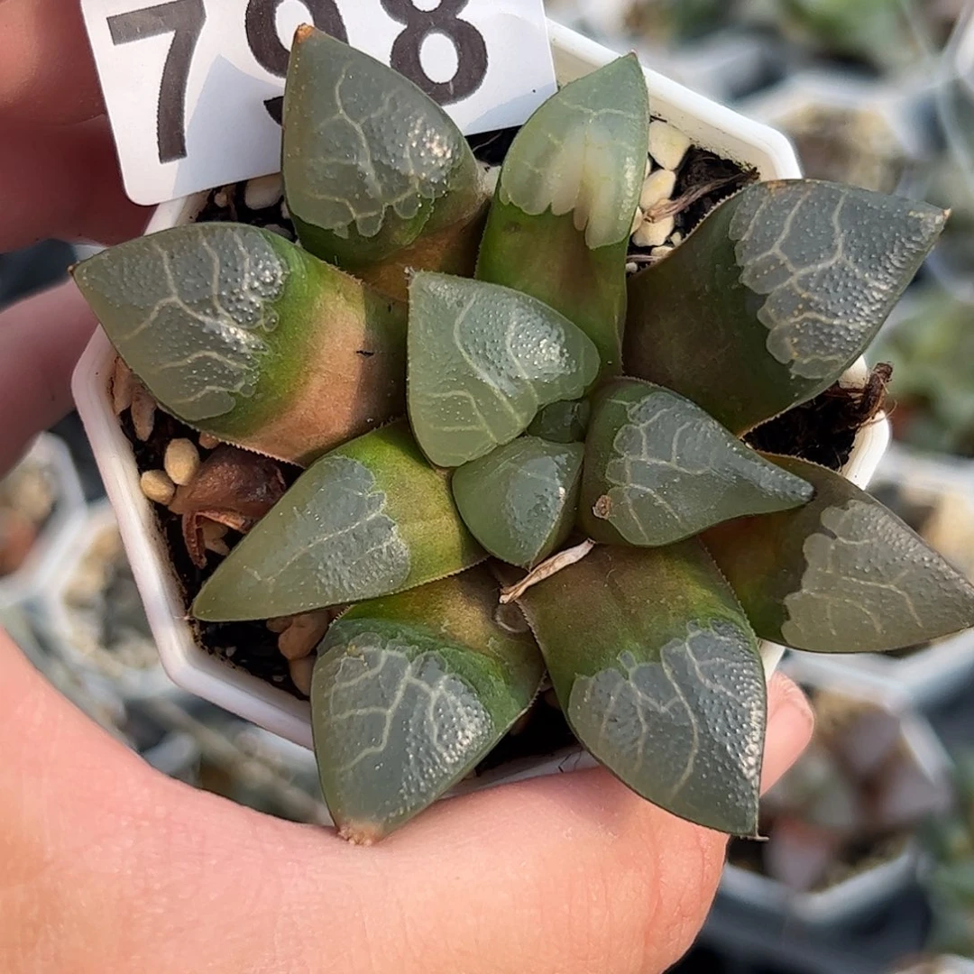 798实生克十二卷多肉植物