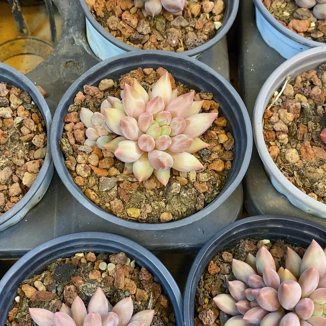 团。小mini红蜻蜓。福利多多