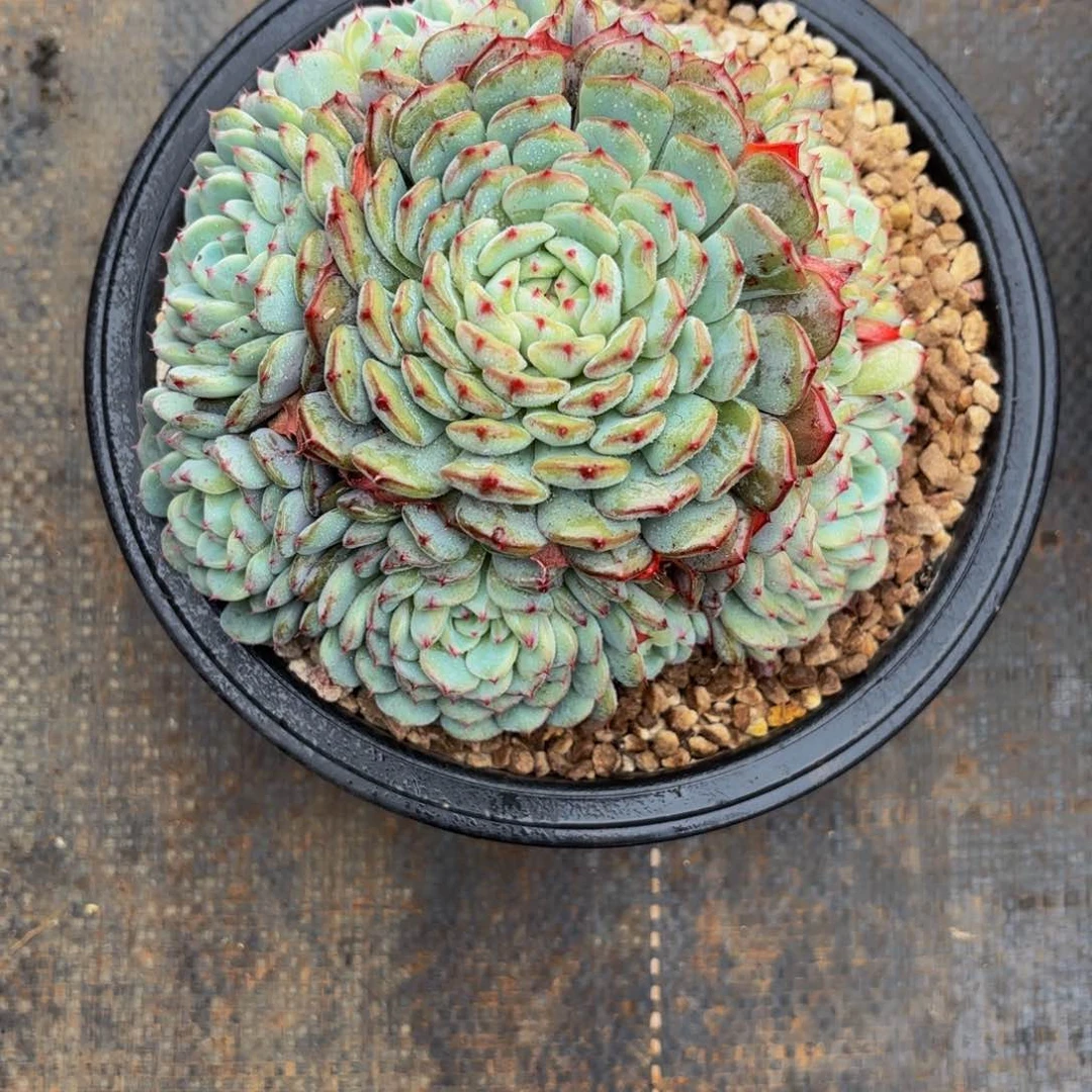 邢*白胖子寄养，多肉