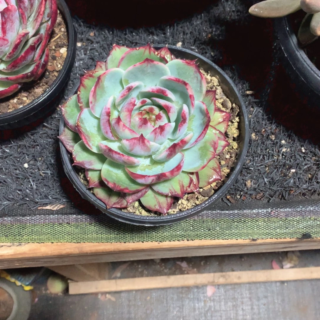 多肉植物多肉植物惊鸿