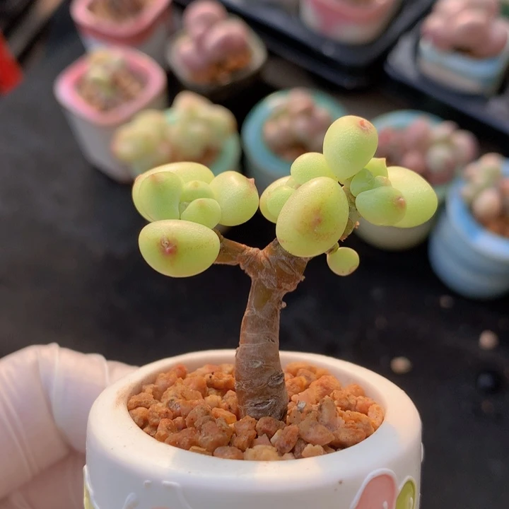 萤火虫奶酪 青柠 荧光色 3+1 木质树杈造型