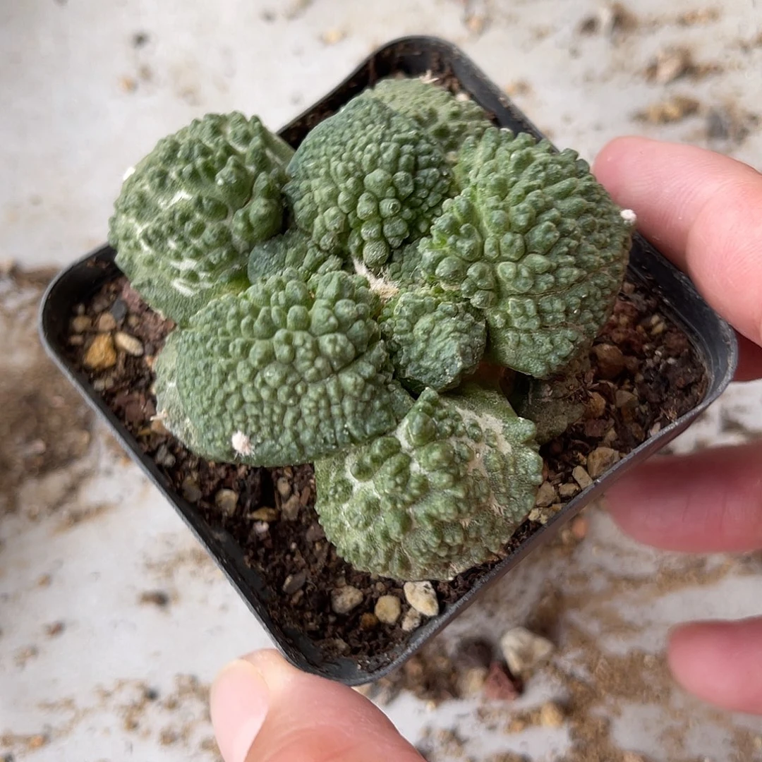 菜花牡丹一物一拍