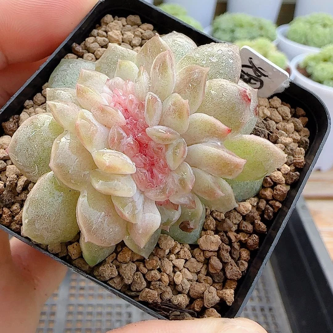 【闪购商品】0730-25烟霞缀化