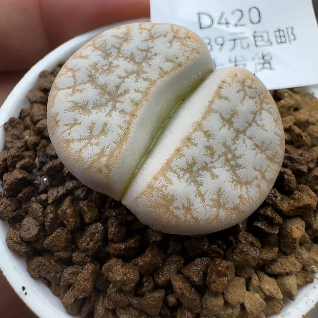 420多肉哈哈哈哈哈哈哈
