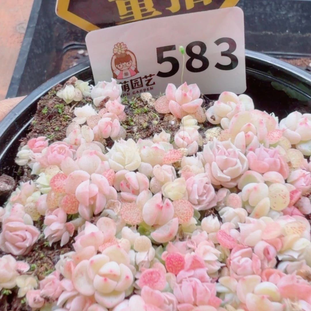 多肉植物多肉植物