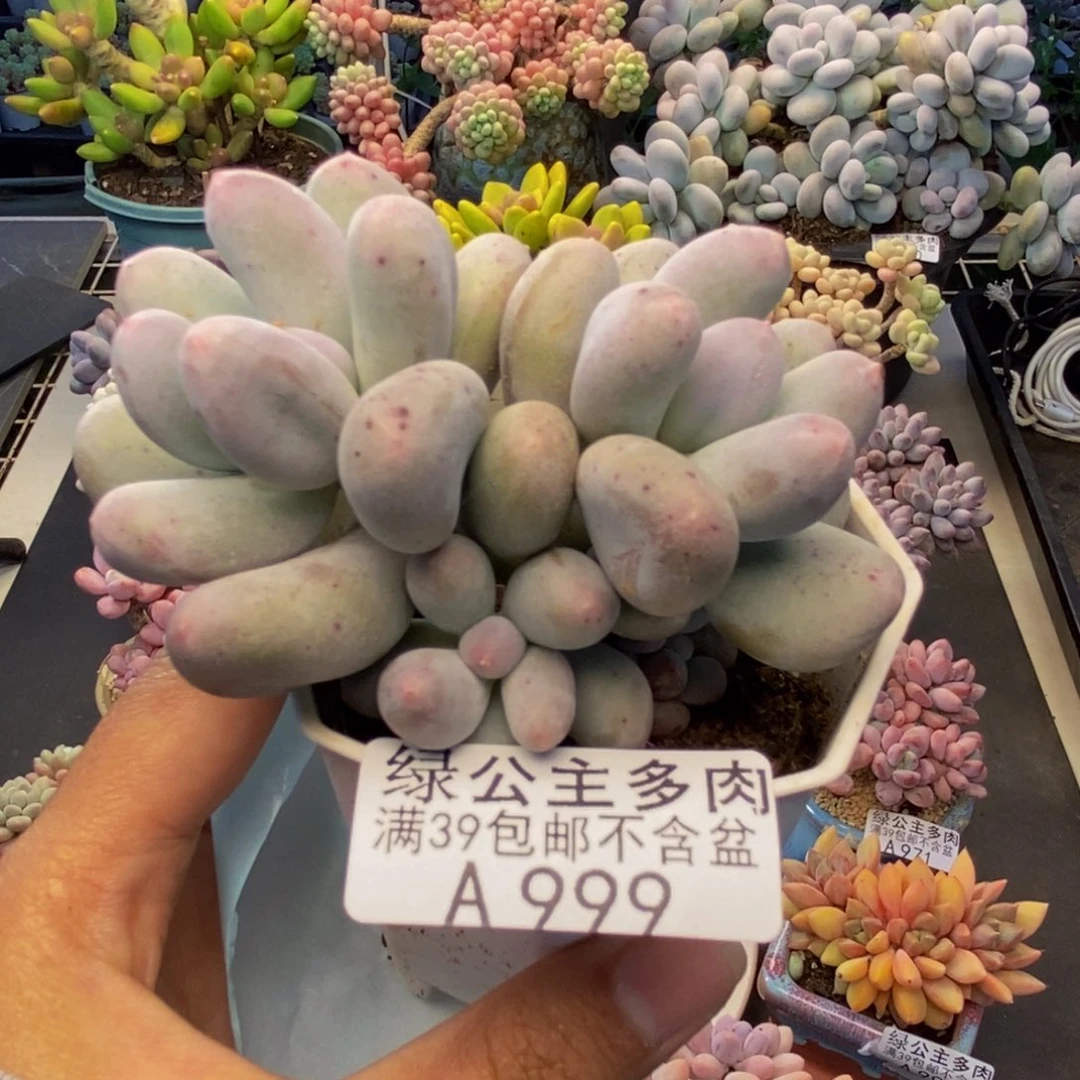 999米可奶多肉7c m