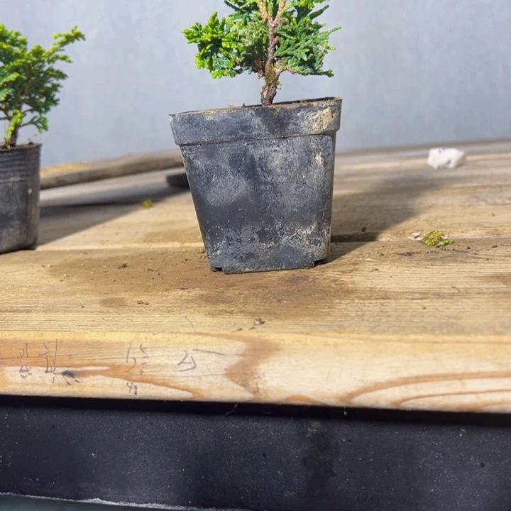 V***n无花朵津山。