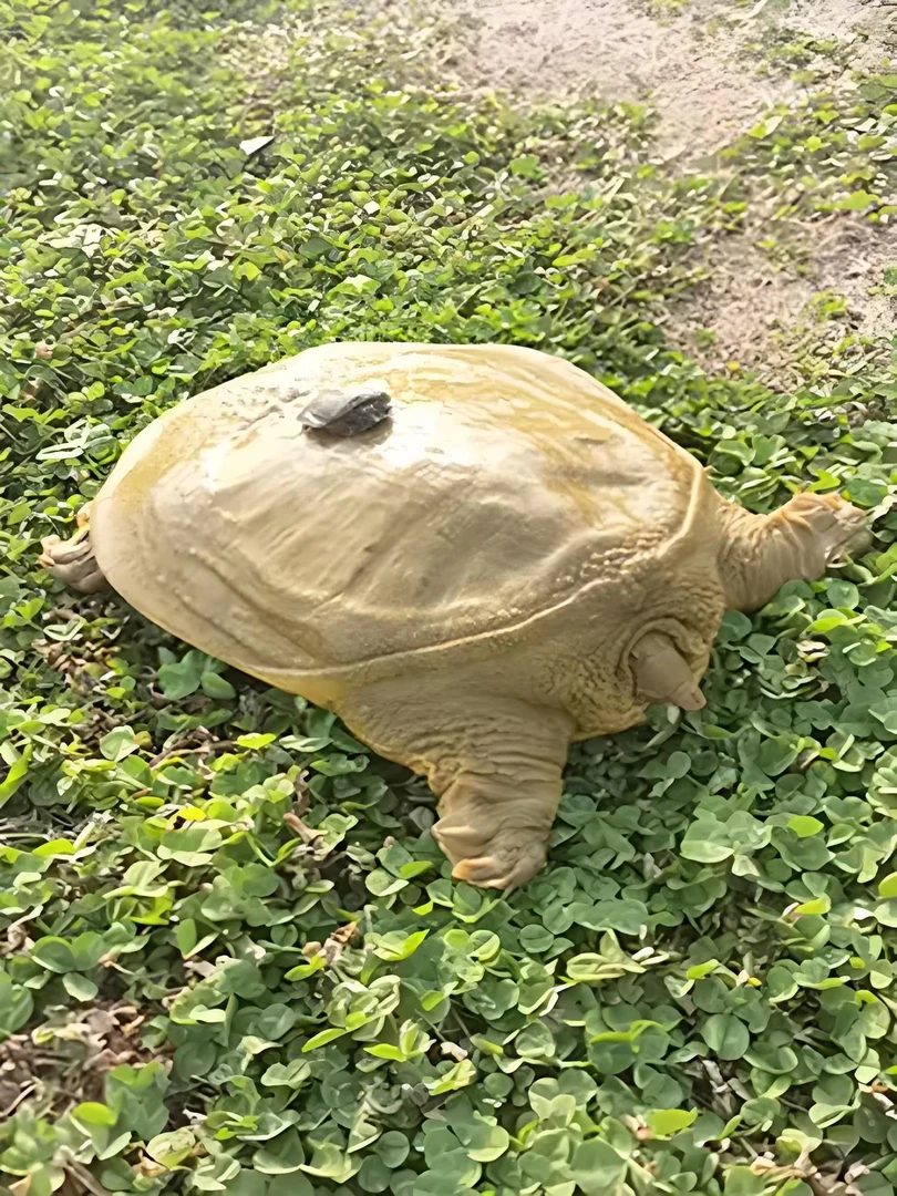 外塘生态甲鱼2只母微瑕疵到货后会有1-2两损耗