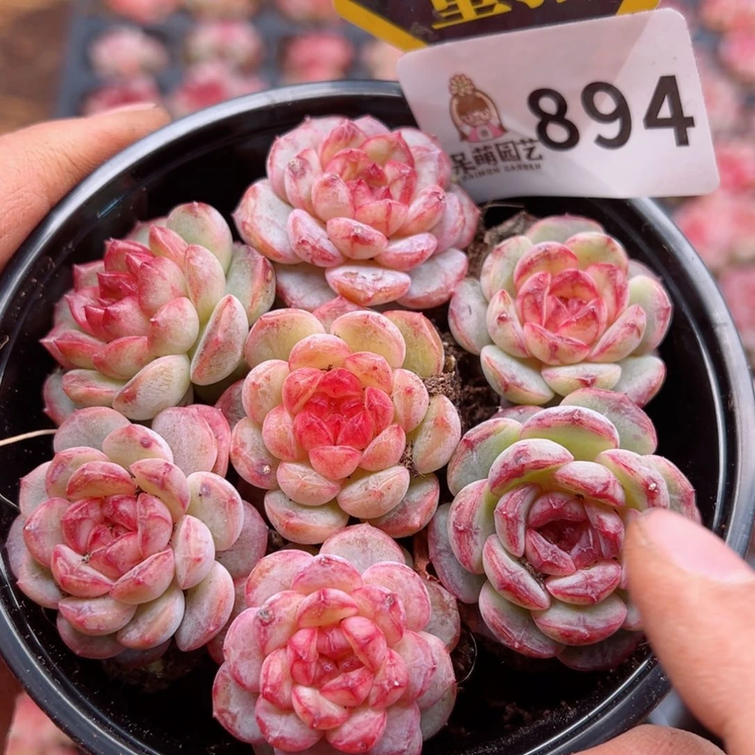 多肉植物多肉植物