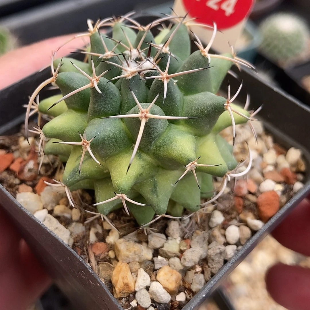 实生瓦格纳乳突锦一颗仙人球