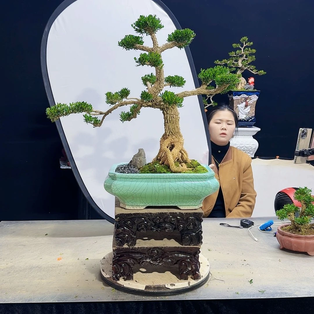 高端皱皮黄杨盆景隨**安