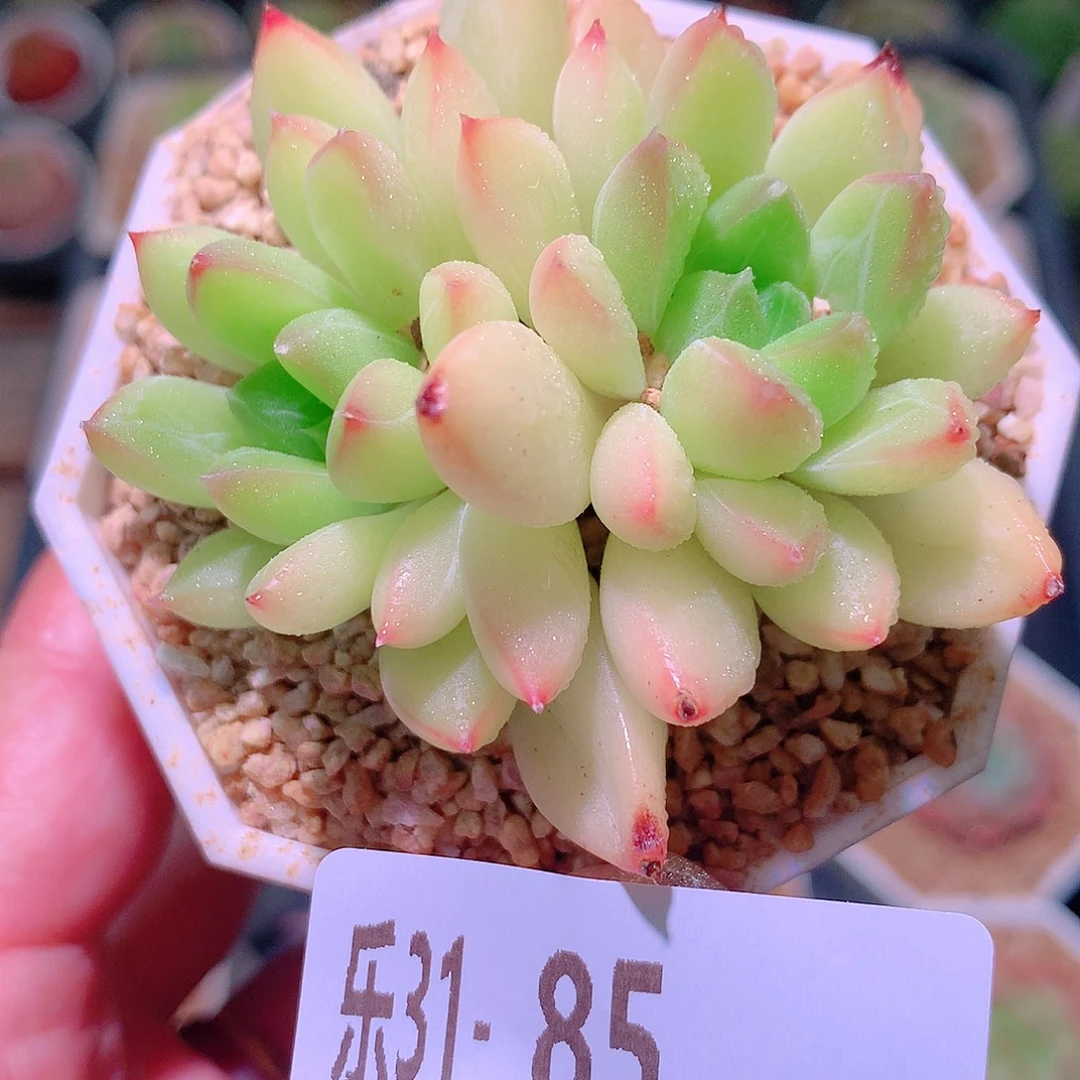 乐然31-85 静玉双头