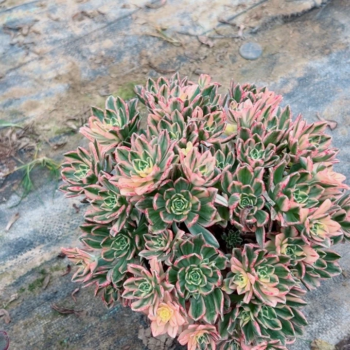 62甜茶多肉多肉多