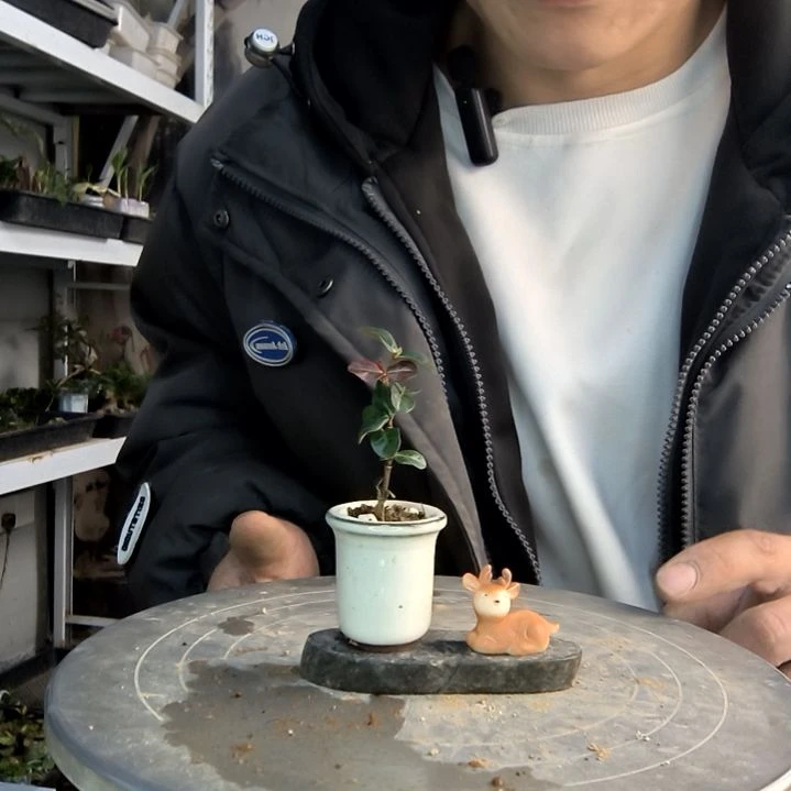 一**?小盆景小植物一物一拍199