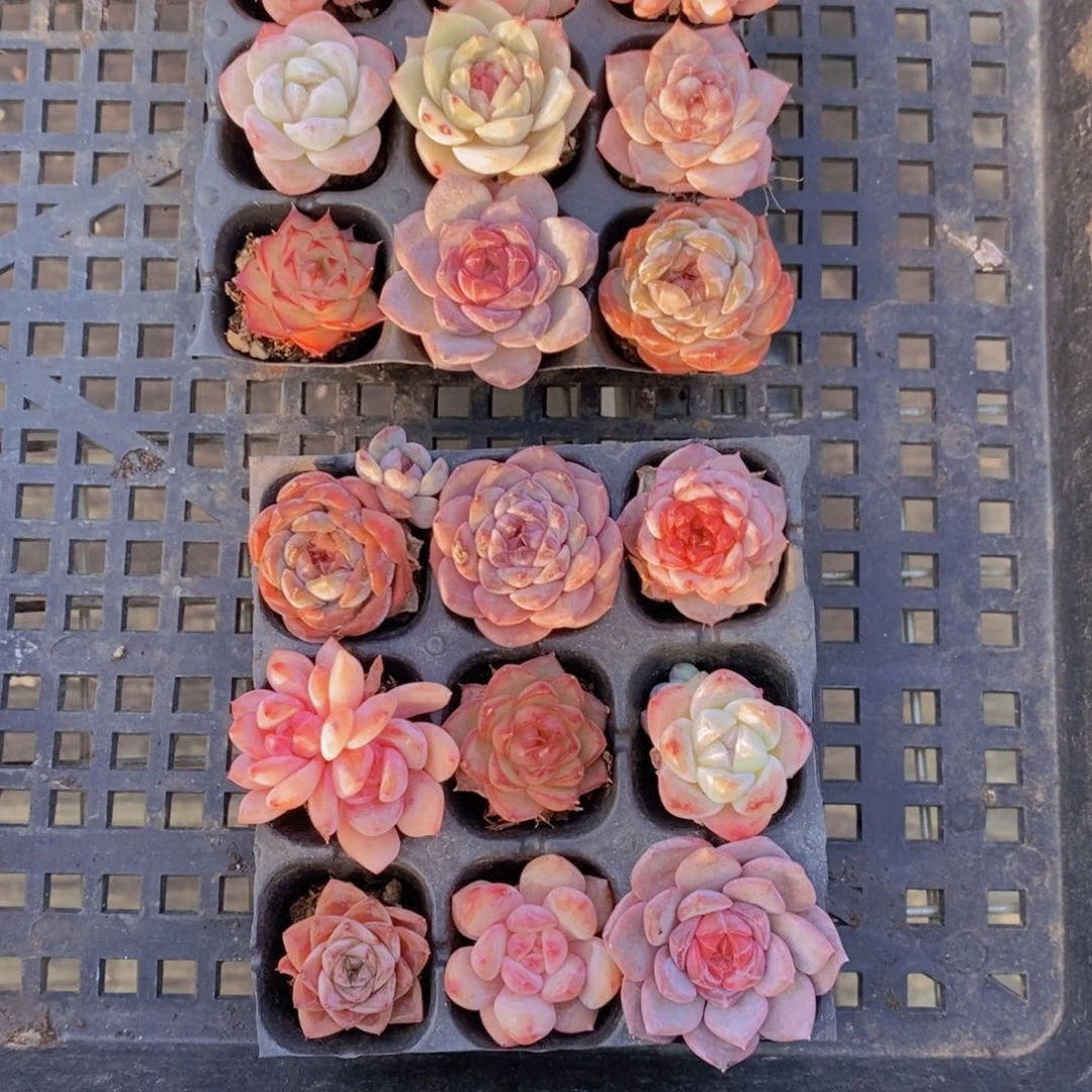 21-41-小美肉九个