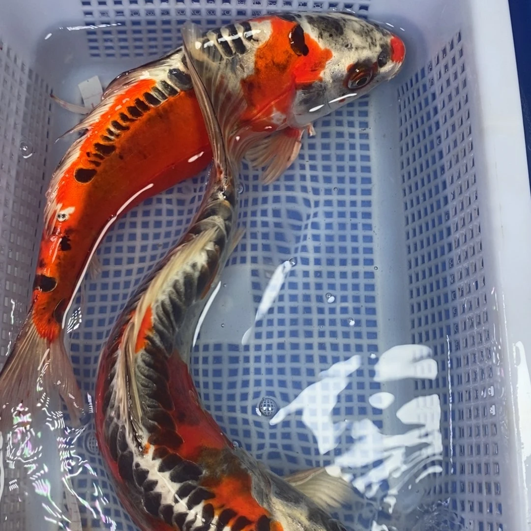 锦鲤冷水锦鲤包邮