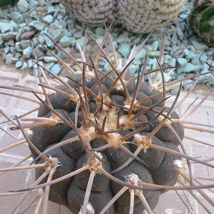 翘刺武勋。苗接落地自根。