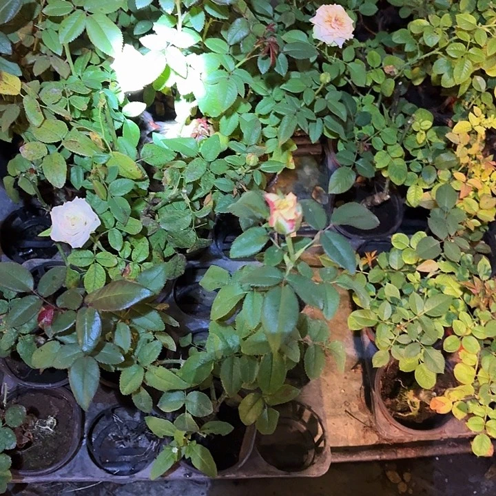 无花朵吸引力小苗