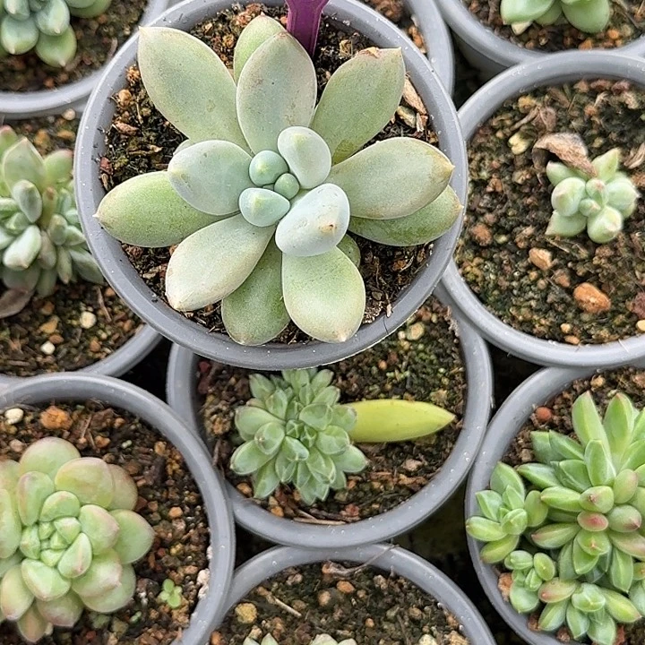 多肉植物胖体哥特778