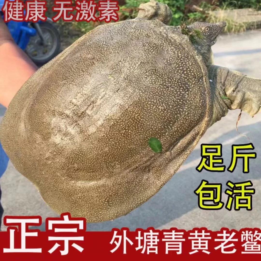 正宗外塘生态养殖新鲜青黄甲鱼可鲜活宰杀中华鳖水产食用活体发货