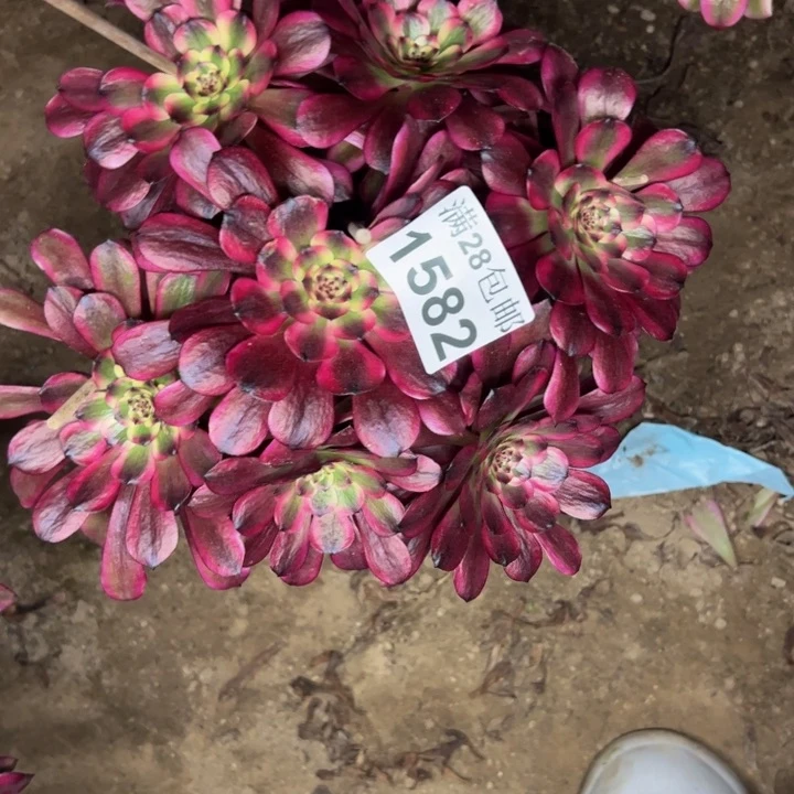 1582美姬多肉植物