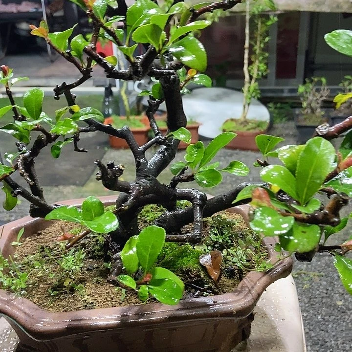 完全开放海****^开花