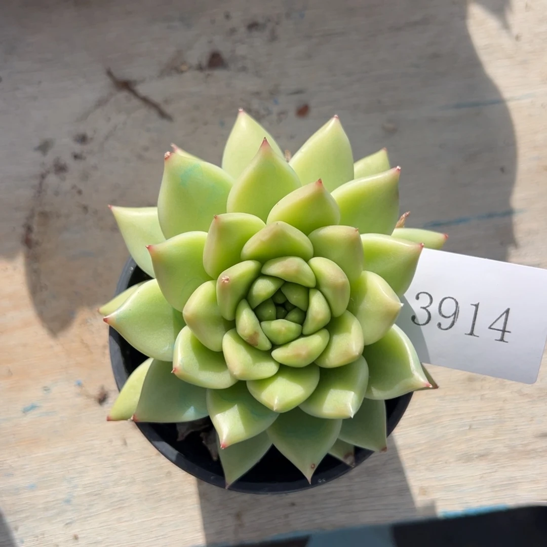 宝**静3914肉肉肉肉肉肉