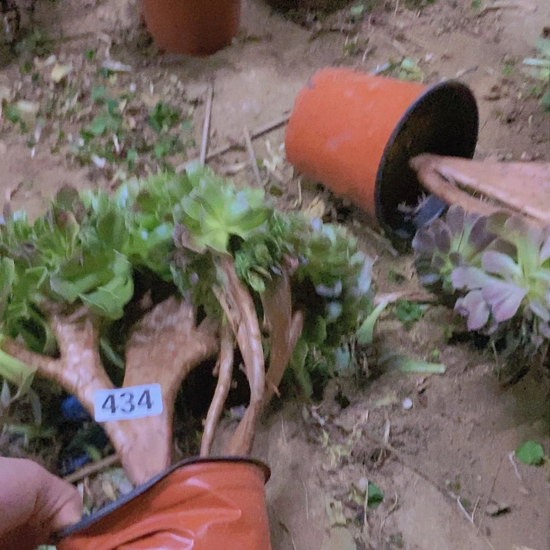 434玫瑰法师缀老板子法师