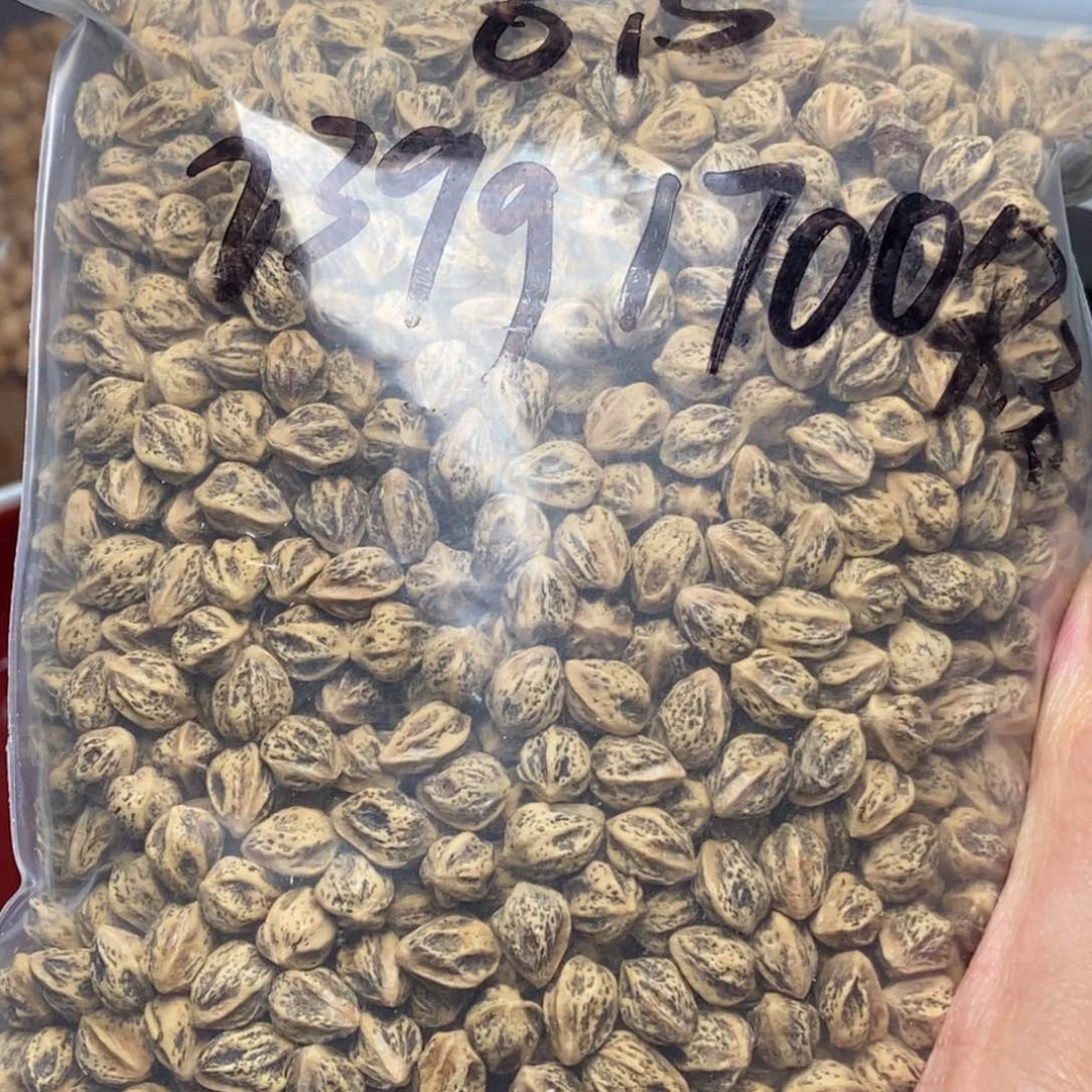 柏香籽/百香籽吊坠萬*生