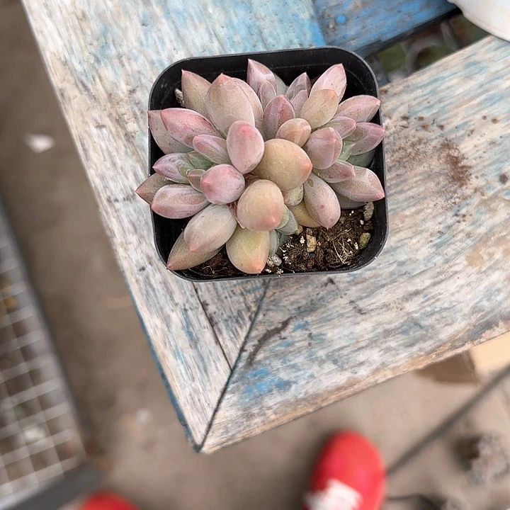 青蛙王子儿童牙膏111