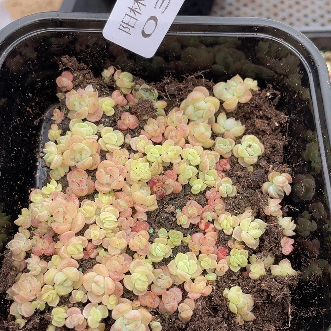 多肉植物多肉植物37