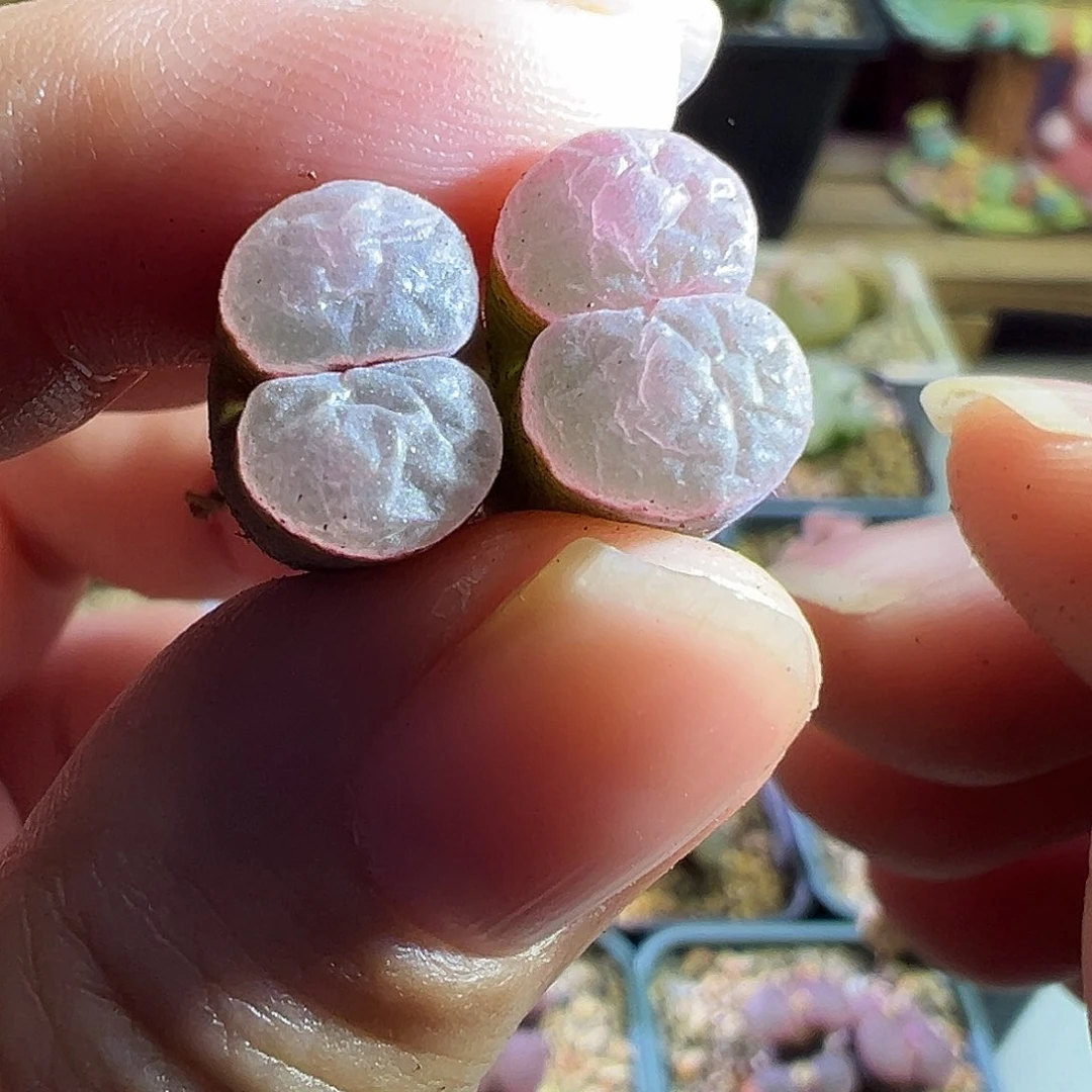 粉磁铁杂。