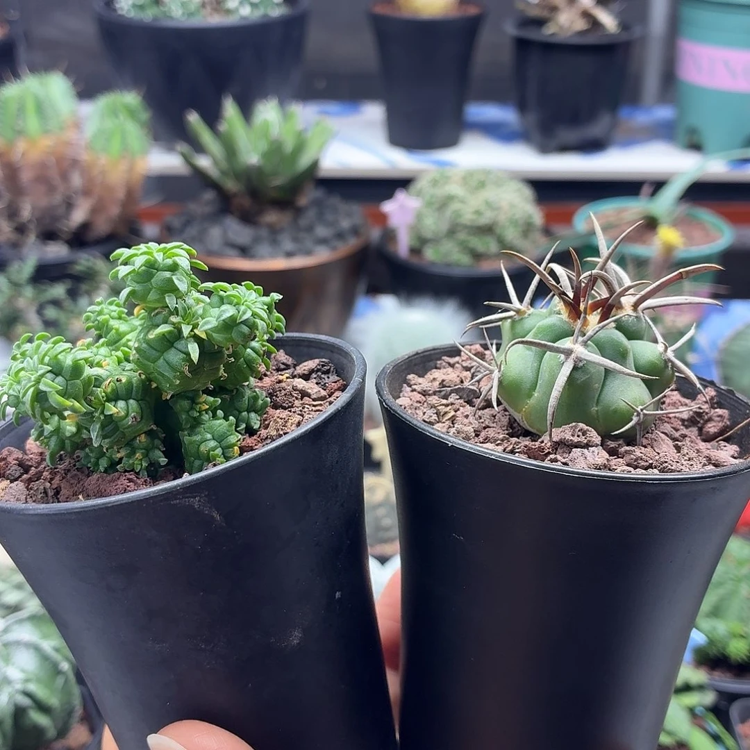 天***瑜魔天龙麒麟一物一拍仙人球