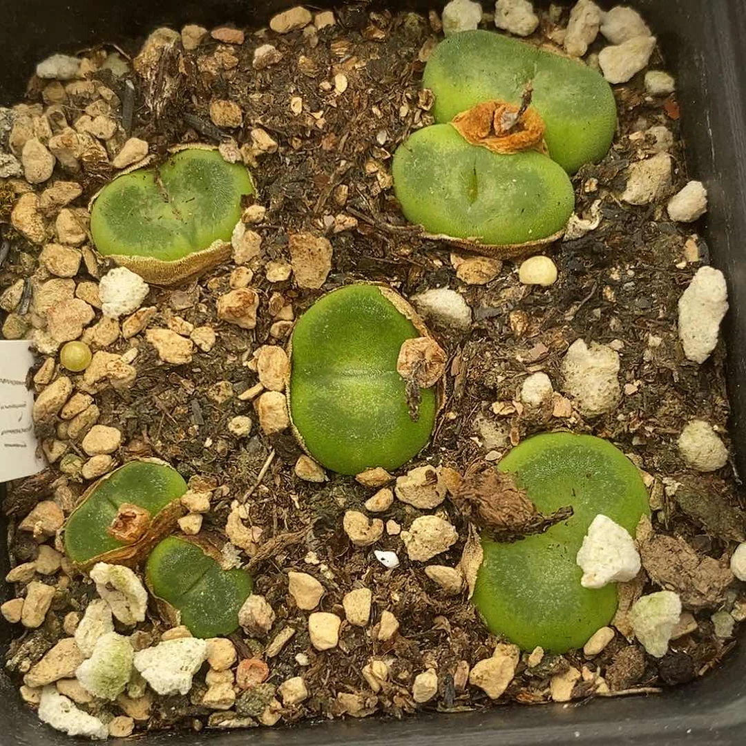 1946一盒一盒一盒