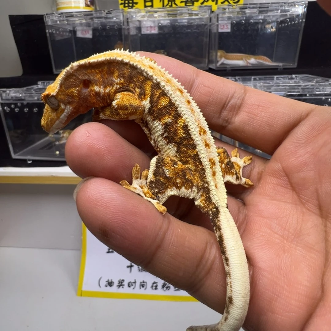 睫角守宫橙纹三色莉莉