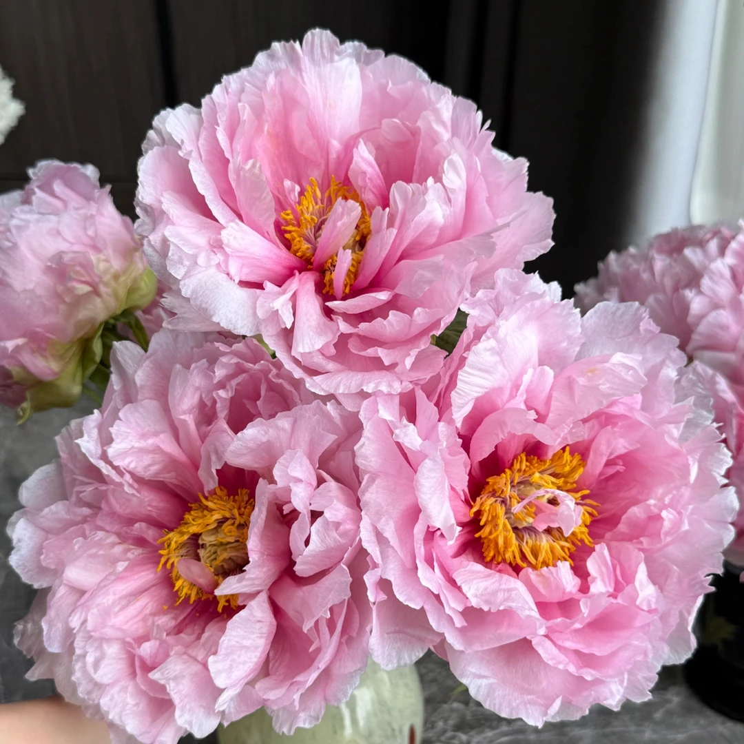 村松樱 牡丹花卉树苗耐寒好养 适合室内外庭院种植