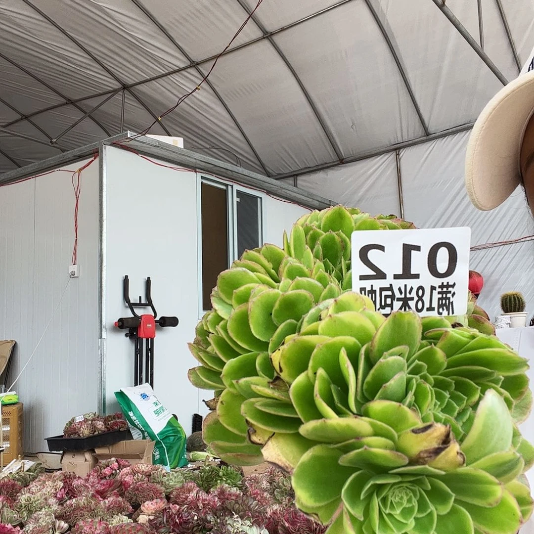 @*子012奶白缀多肉无根