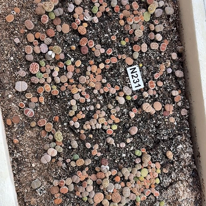 生231石花整筐脱土发货